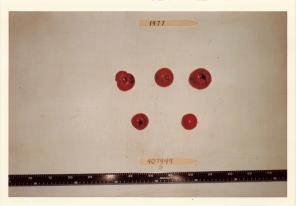 Click for 1 image(s) for this accession. FRUIT